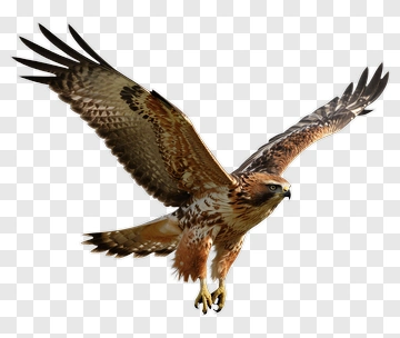 Hawker In Flight PNG