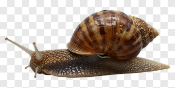 Snail With Striped Shell PNG
