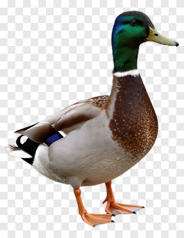 Male Mallard Duck PNG
