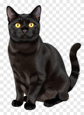 Black Cat With Yellow Eyes PNG