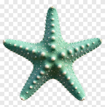 Green Starfish PNG