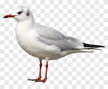 Seagull With Red Beak And Legs PNG