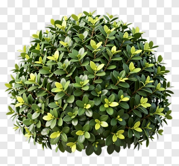 Topiary Ball PNG