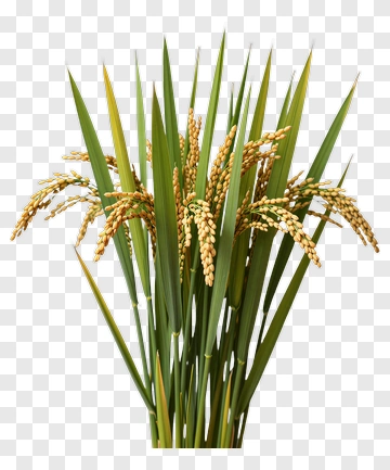 Rice Plant With Golden Ears PNG
