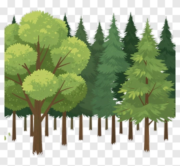 Forest With Leafy Trees PNG