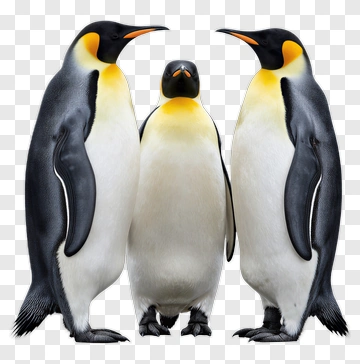 Three Penguins Standing Together PNG