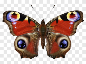 Peacock Butterfly With Vibrant Wings PNG