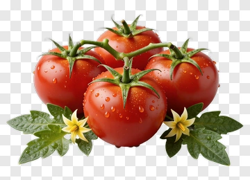 Fresh Tomatoes With Flowers And Leaves PNG