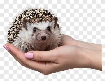 Cute Hedgehog In Hand PNG