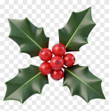 Holly With Red Berries PNG