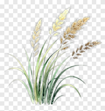 Watercolor Grasses With Soft Plumes PNG