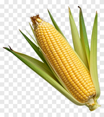 Fresh Corn With Green Leaves PNG