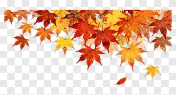 Autumn Leaves In Warm Colors PNG