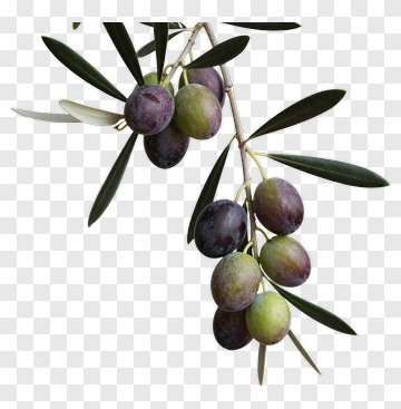 Olive Branch With Ripe And Unripe Olives PNG