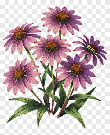 Purple Coneflower With Green Leaves PNG