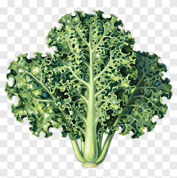 Watercolor Illustration Of Kale PNG