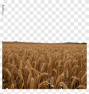 Golden Wheat Field At Sunset PNG