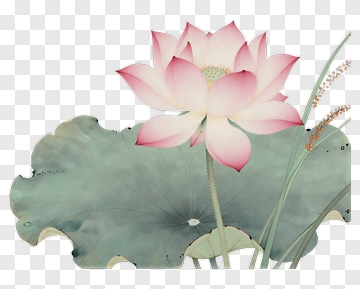 Pink Lotus Flower With Green Leaf PNG