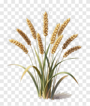Golden Wheat Ears PNG