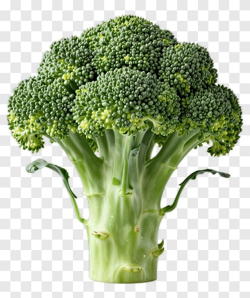 Fresh Broccoli Head PNG
