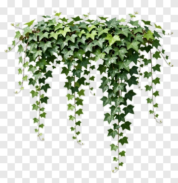 Green Ivy Plant Hanging PNG