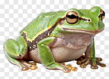 Green Frog With Yellow Spots PNG