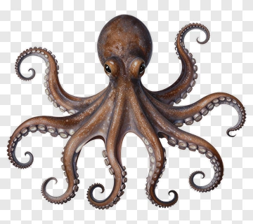 Realistic Hand Drawn Octopus PNG