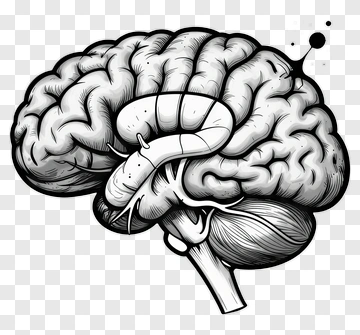 Hand Drawn Brain Illustration PNG