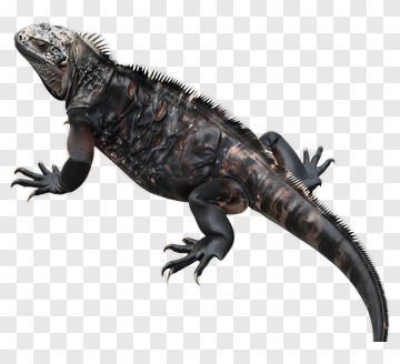 Iguanas PNG