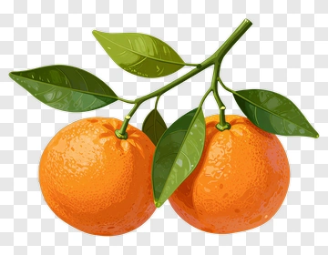 Two Oranges With Leaves On Branch PNG