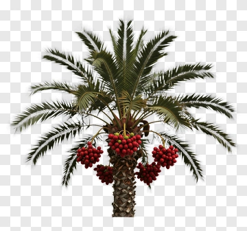Palm Tree With Red Date Fruits PNG