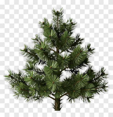Pine Tree PNG