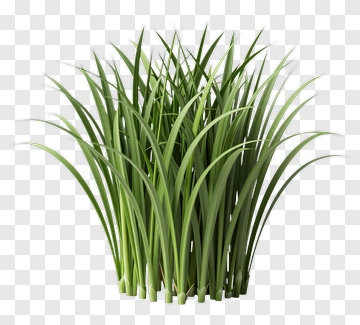 Green Grass Cluster PNG