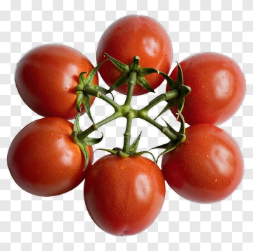 Cluster Of Red Tomatoes On Vine PNG