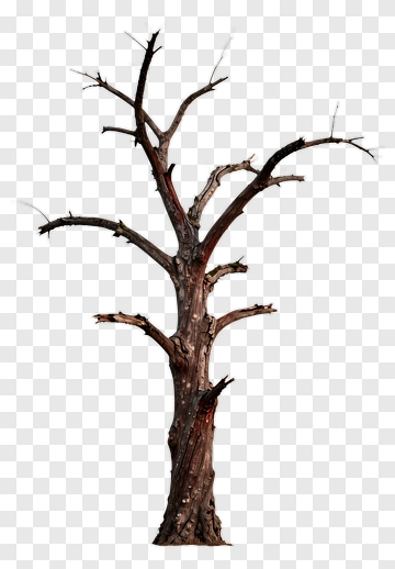 Bare Tree With Twisted Trunk PNG