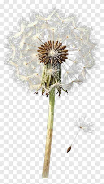 Dandelion With Floating Seeds PNG