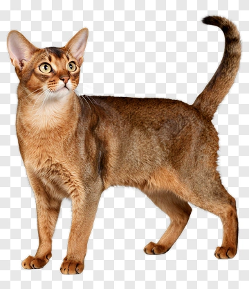 Abyssinian Cat Standing Alert PNG