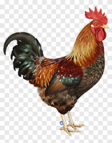 Rooster With Vibrant Feathers PNG