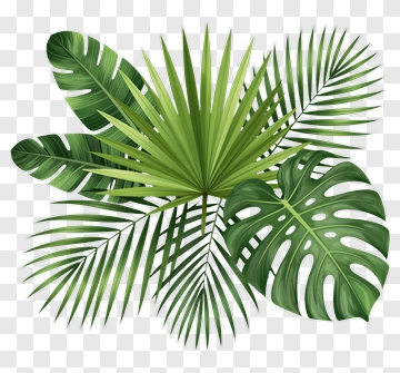 Tropical Palm And Monstera Leaves PNG