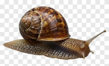 Snail PNG