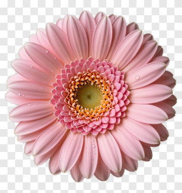Pink Gerbera Daisy With Dewdrops PNG