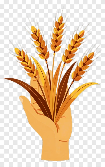 Hand Holding Wheat PNG