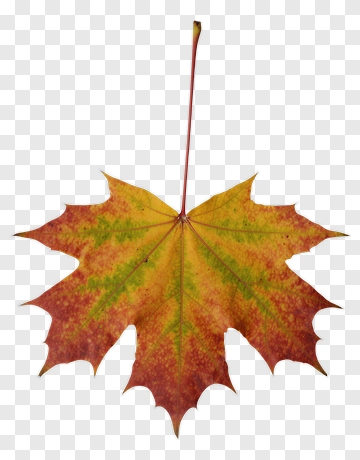 Autumn Maple Leaf PNG