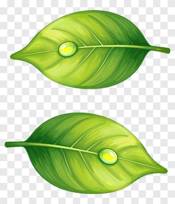 Two Green Leaves With Water Droplets PNG