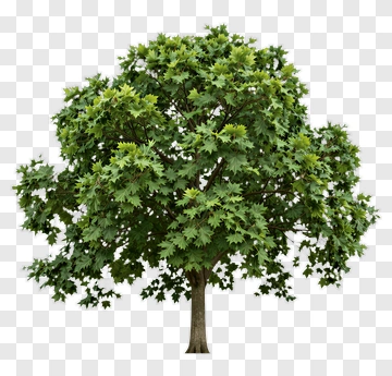 Maple Tree With Full Canopy PNG