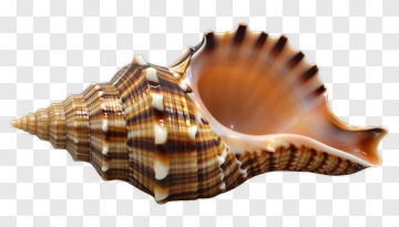 Seashell PNG