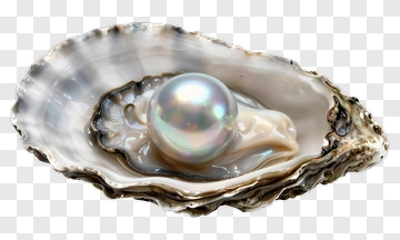 Pearl In Oyster Shell PNG