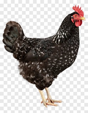 Black And White Hen PNG