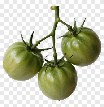 Green Tomatoes On Vine PNG
