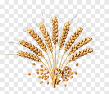 Golden Wheat Ears And Seeds PNG